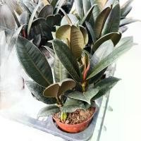 ราคา #ยางอินเดียที่นิยมในปัจจุบัน #ยางอินเดียดำ กระถาง3ต้น #ต้นยางอินเดียดำ มีความเชื่อในกลุ่มผู้เลี้ยงต้นไม้มงคลว่า หากวางไว้ในบ้านต้นยางอินเดียจะช่วยส่งเสริมผู้อยู่อาศัย ช่วยเยียวยาจิตใจให้มีพลัง (173212