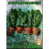 ราคา สาหร่ายหางกระรอก1กระถาง มี10ต้น (1732104992396903498)