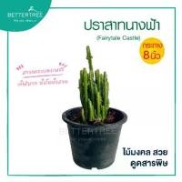 ราคา ปราสาทนางฟ้า กระถาง 8 นิ้ว ไม้มงคล ไม้ฟอกอากาศ Cactus กระบองเพชร (1732089214175118873)