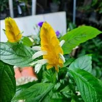 ราคา กระถาง 6 นิ้ว+ต้นเหลืองคีรีบูน (1729785458431068988)