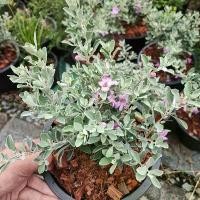 ราคา ต้นนีออนญี่ปุ่นแคระ กระถาง 8 นิ้วส่งทั้งกระถาง (1732266413129172319)