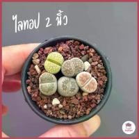 ราคา ไลทอป Lithop Mix #กระถาง2นิ้ว แคคตัส กระบองเพชร cactus&succulent สีแดงของตาข่าย (1729697711371159818)