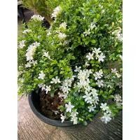 ราคา COD ค้นแก้วแคระพวงมณี แก้วแคระ ดอกหอม กระถาง 6 8 11 (1732272101772527356)