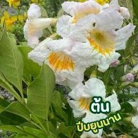 ราคา ต้นดอกปีบยูนนาน ไม้ดอกมีกลิ่นหอมอ่อนๆ กระถาง12นิ้ว (1731803630014137912)