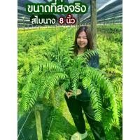 ราคา เฟิร์น สไบนาง กระถาง 8 นิ้ว (1729753475897396133)