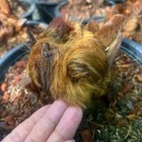 ราคา ว่านลูกไก่ทองหรือ ต้นเฟิร์นลูกไก่ ไม้มงคล ต้นไม้เรียกทรัพย์ กระถาง8 นิ้ว (1731664737831781591)