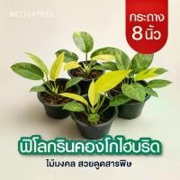 ราคา กรีนคองโกไฮบริด กระถาง 8 นิ้ว ไม้มงคล ไม้ฟอกอากาศ philodendron (1732704454949701145)