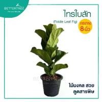 ราคา ไทรใบสัก สูง 40 cm กระถาง 8 นิ้ว ไม้ฟอกอกากาศ ไม้แดด (1730208061819226649)