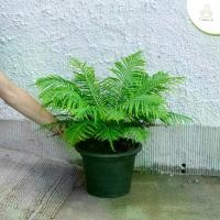 ราคา เฟิร์นบราซิเลียนทรีเฟิร์น กระถาง 10 นิ้ว (1729774282797123790)