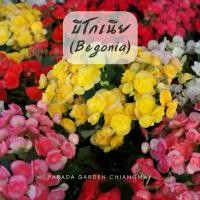 ราคา บีโกเนีย (Begonia) กระถาง 6" (1729766150258198623)