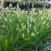 ราคา หญ้าน้ำพุแคระ กระถาง 11 นิ้ว ฟอร์มแน่นพุ่มสวยๆ (1732244376160798254)