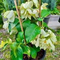 ราคา ต้นดอนญ่าดอกขาว กระถาง11นิ้ว ส่งทั้งกระถาง (1732387357849257311)