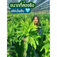ราคา เฟิร์นไพลิน กระถาง 11 นิ้ว (1729759483443579813)