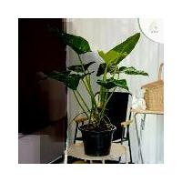 ราคา ฟิโลเดนดรอน หูช้าง ปลูกในบ้านได้ ต้นใหญ่ กระถาง 10 นิ้ว (1729635687046875342)