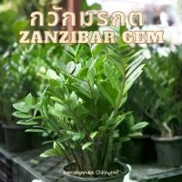 ราคา กวักมรกต ไม้ฟอกอากาศ กระถาง 8" (1729666015393646687)