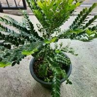 ราคา ต้นล่ำซำ กระถาง 11 นิ้ว ส่งทั้งกระถาง ไม้มงคล ปลูกประดับบ้าน (1732254080371820167)