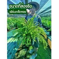 ราคา เฟิร์นเกล็ดหอย กระถาง 11 นิ้ว (1729757820689484709)