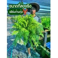 ราคา เฟิร์นก้ามกุ้ง กระถาง 11 นิ้ว (1729753494241315749)