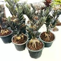ราคา กวักมรกตใบดำ กระถาง5-6นิ้ว#กวักมรกตดำ #กวักโชคลาภ #Black #Zamioculcas โชว์โขด รากหัวสวย กวักมรกตดำ #ไม้มงคลเรียกทรัพย์ มีความหมายดีปลูกแล้วเป็นมงคลกับคนในบ้าน น้องใบดำหายากด้วยนะ (1732389598942365177)