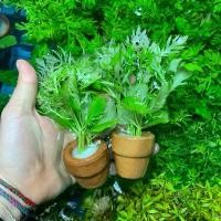 ราคา ต้นไม้น้ำดาวกระจาย พร้อมกระถางดินเผา 3กระถาง 100 บาท ไม้น้ำสวยงาม (1731416286056514920)