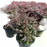 ราคา ️ต้นหงส์ฟู่หงส์ฟู่(Loropetalum chinense) กระถาง11นิ้ว หรือ มั่งมีศรีสุข เป็นไม้พุ่มยืนต้นที่มีถิ่นกำเนิดในประเทศจีน ชาวจีนถือเป็นไม้มงคล เนื่องจากใบและต้นเป็นสีแดงอมม่วงหรืออมดำ (1732782398824678905)