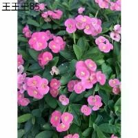 ราคา ส่งฟรี โป๊ยเซียนแคระดอกชมพู กระถาง3”นิ้วสวยมากEuphorbia Milii Des Moul (1732157896727365750)