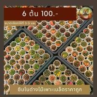 ราคา กระบองเพชร(Cactus)ยิมโนด่าง ชุด 6 กระถาง(Gymno)เลือกสีได้ (1729627040387992169)