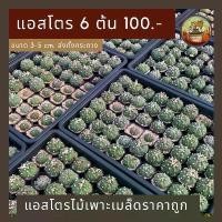 ราคา กระถาง 2” ใส่แอสโตร 6 ชิ้น เลือกแบบได้ (1729635768786455145)