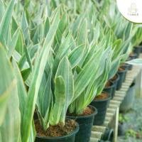 ราคา ต้นลิ้นมังกรเงิน กระถาง 8 นิ้ว (Sansevieria moonshine) ไม้ใบ ไม้ฟอกอากาศ สูง 20-25 เซน (1731512986928121038)