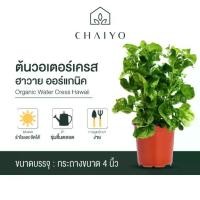 ราคา ต้นวอเตอร์เครสฮาวาย ออร์แกนิค Organic Water Cress Hawaii กระถาง 4 นิ้ว 6 นิ้ว (1729702295360014571)