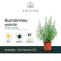 ราคา ต้นทาร์รากอน ออร์แกนิค Organic Tarragon (Russian) กระถาง 4 นิ้ว (1729702446370425067)