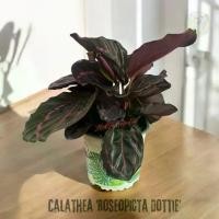 ราคา คล้านกยูง Calathea 'Roseopicta Dottie' กระถาง 5 นิ้ว (1731048971998169273)