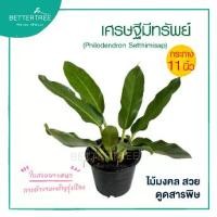 ราคา เศรษฐีมีทรัพย์ (กระถาง 11 นิ้ว) ไม้มงคล ต้นไม้ฟอกอากาศ (1731956366948599321)