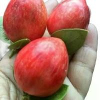 ราคา ต้นมะม่วงหาวมะนาวโห่ญี่ปุ่น (Carissa Carandas L.) กระถาง6-8นิ้ว (1732746981102487033)