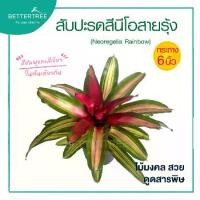 ราคา สับปะรดสีนีโอสายรุ้ง กระถาง 6 นิ้ว ไม้มงคล ต้นไม้ฟอกอากาศ (1732310712268981785)