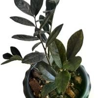 ราคา กวักมรกตดำ กระถาง 8' ราคา 100 บาท (1732491816639956691)