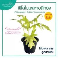 ราคา ฟิโลมะละกอสีทอง (กระถาง 8 นิ้ว) ต้นไม้มงคล ต้นไม้ฟอกอากาศ (1731814867394594329)
