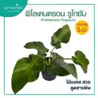 ราคา ฟิโลเดนดรอน รูโกซัม กระถาง 5 นิ้ว ไม้มงคล ต้นไม้ฟอกอากาศ (1730341689867733529)