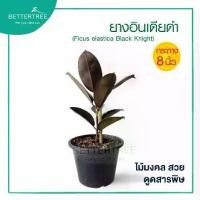 ราคา กระถาง 8 นิ้ว ยางอินเดียดำ ต้นไม้ฟอกอากาศ ต้นไม้ปรับฮวงจุ้ย (1729792871552223769)