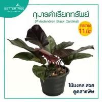 ราคา กุมารดำเรียกทรัพย์ กระถาง 11 นิ้ว ต้นไม้มงคล ไม้ฟอกอากาศ (1730991724839078425)