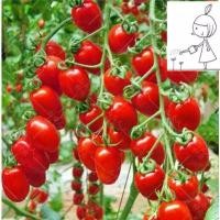 ราคา มะเขือเทศเชอร์รี่สีแดง ผลผลิตสูง มะเขือเทศผัก กระถาง มะเขือเทศเชอร์รี่สีเหลือง ผัก (1731704590368081499)
