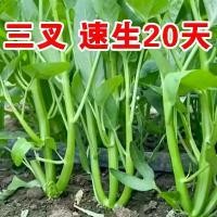 ราคา เมล็ดผักโขมน้ำสามง่ามที่ให้ผลตอบแทนสูงของแท้ เมล็ดผักโขมน้ำใบวิลโลว์ทุกฤดูกาล ระเบียง เมล็ดผัก กระถาง สวน (1732587244052973284)