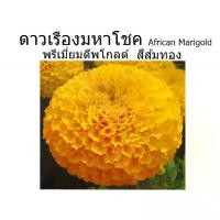 ราคา [จัดส่งทันที] เมล็ดพันธุ์ ดาวเรือง มหาโชค 500เมล็ด เลือกสีจากตัวเลือก ( มี2สีให้เลือก 1.สีเหลือง / 2.สีส้มทอง พรีเมี่ยมดีพโกลด์ ) ดอกใหญ่ ให้ผลผลิตสูง (1732712478560060835)