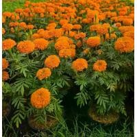 ราคา ดาวเรืองต้นเตี้ย ดาวเรืองกระถาง สีส้ม 1,000เมล็ด (1732227343612872757)