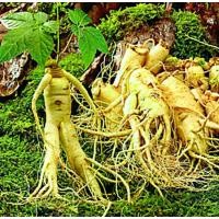ราคา ขายส่ง 100 เมล็ด เมล็ดโสมเกาหลี Korean ginseng seeds โสมเกาหลี Korean Ginseng โสมเอเชีย Panax Ginseng จินเซ็ง โสมสกัด เมล็ดพันธ์นำเข้า ราชันย์แห่งหมู่มวลสมุนไพร โสมแดง (1731845958538397451)
