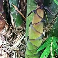 ราคา ขายส่ง 100 เมล็ด เมล็ดไผ่ซางหม่น ไผ่นวลราชินี ไผ่ ไม้ไผ่ Bamboo พืชตระกูลหญ้า หญ้ายักษ์ พืชเศรษฐกิจ เครื่องจักรสาน สายพันธุ์ไผ่ ต้นไผ่ จัดสวน บ้านและสวน ตกแต่งสวน ต้นไม้มงคล เสร (1731987807663654667)