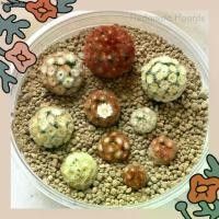 ราคา ขายร้อน เมล็ด Mammillaria Carmenae cv. Buddha แมม คามิเน่ โคลน บุดดา เหลือง ส้ม แดง | เมล็ดคามิเน่ เมล็ดแคคตัส เมล็ดกระบองเพชร (1732237665364247622)
