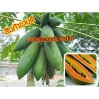 ราคา เมล็ดพันธุ์มะละกอแขกดำ พันธุ์ดำเนิน 1000 เมล็ด พร้อมวิธีปลูก (1729665821799582657)