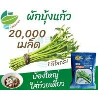 ราคา COD ผักบุ้งแก้ว (1 กิโลกรัม) 20,000 เมล็ด (Chinese Convolvulus) #ผักบุ้งก๋วยเตี๋ยว #ผักบุ้งเย็นตาโฟ ตราลูกโลก (1731667438557955874)