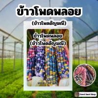 ราคา เมล็ดข้าวโพดพลอยหรือข้าวโพดอัญมณี บรรจุ 30 เมล็ด (1729845140494191027)